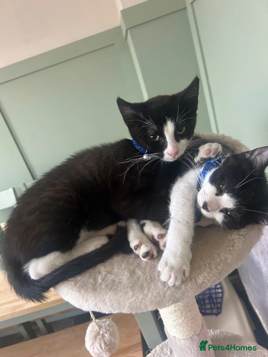 Mixed Breed cats for sale: Two sisters  **  together  in Liverpool - Advert 1