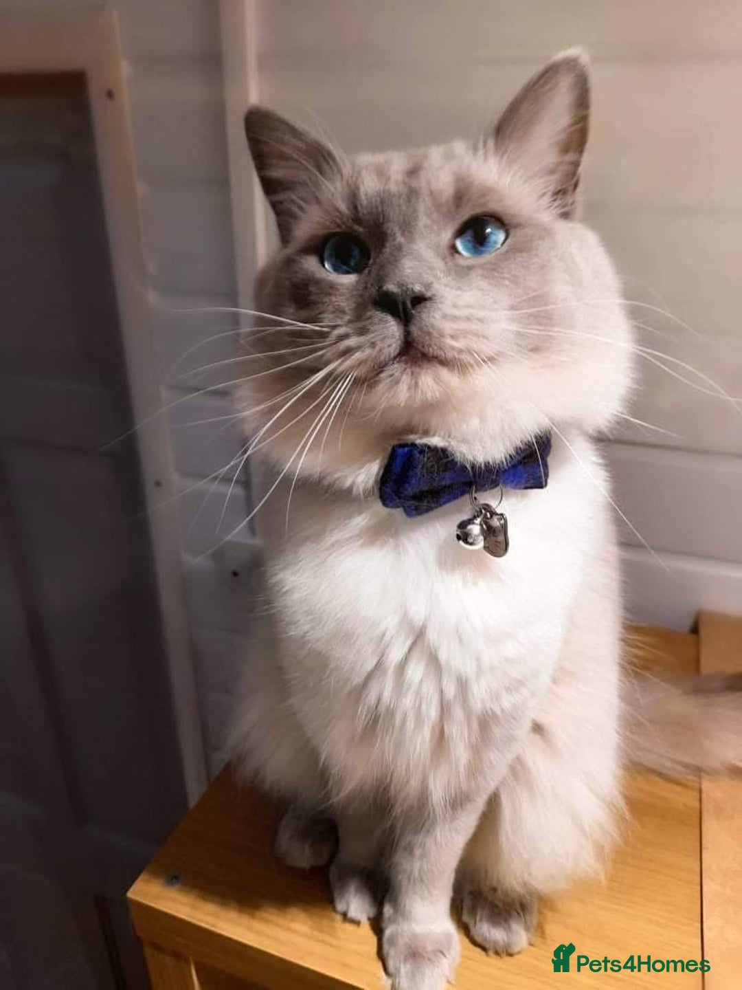 Ragdoll cats for sale: Beautiful Mink Seal Ragdolls  - Image 14