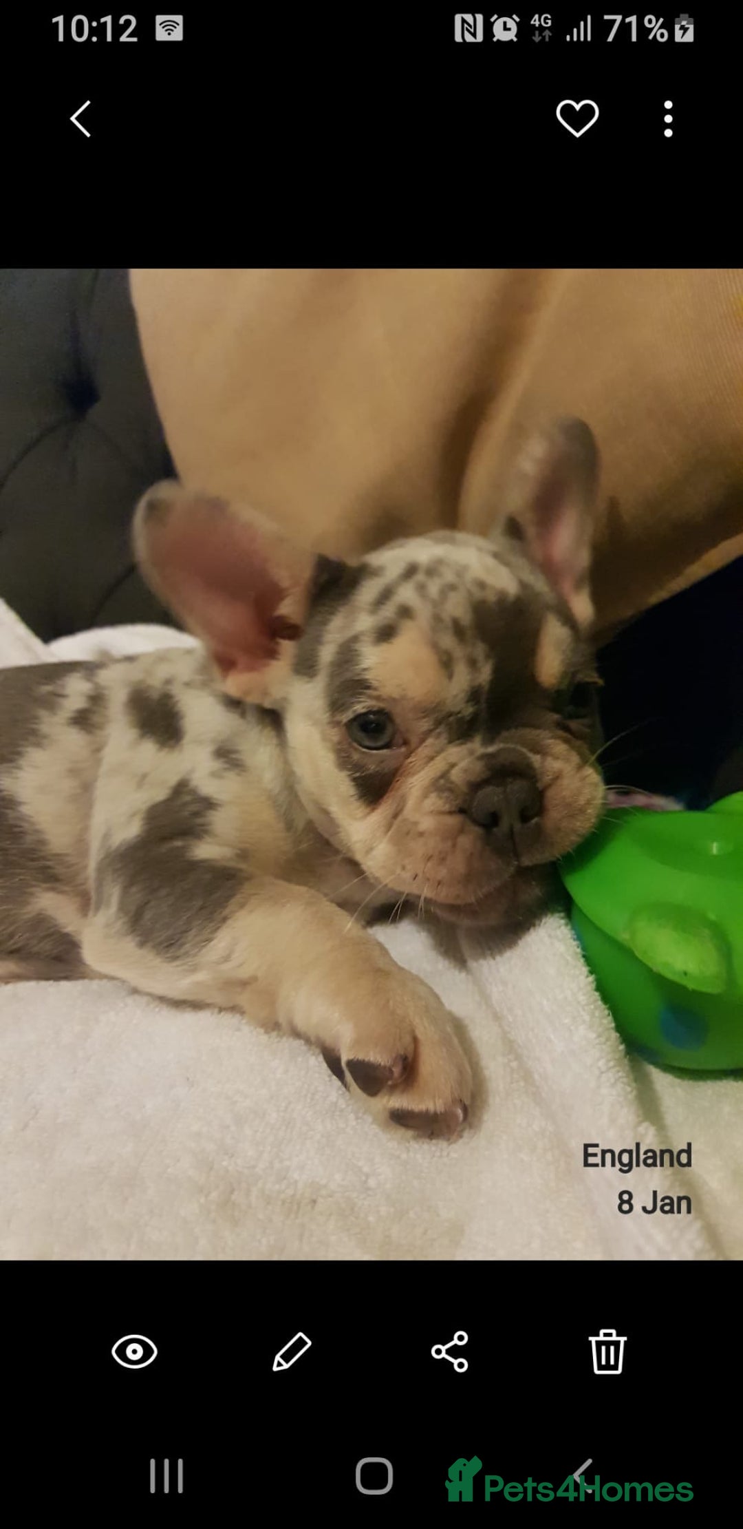 French Bulldog dogs for sale: 🐶 Stunning Merle Lilac Fawn French Bulldogs - Advert 4