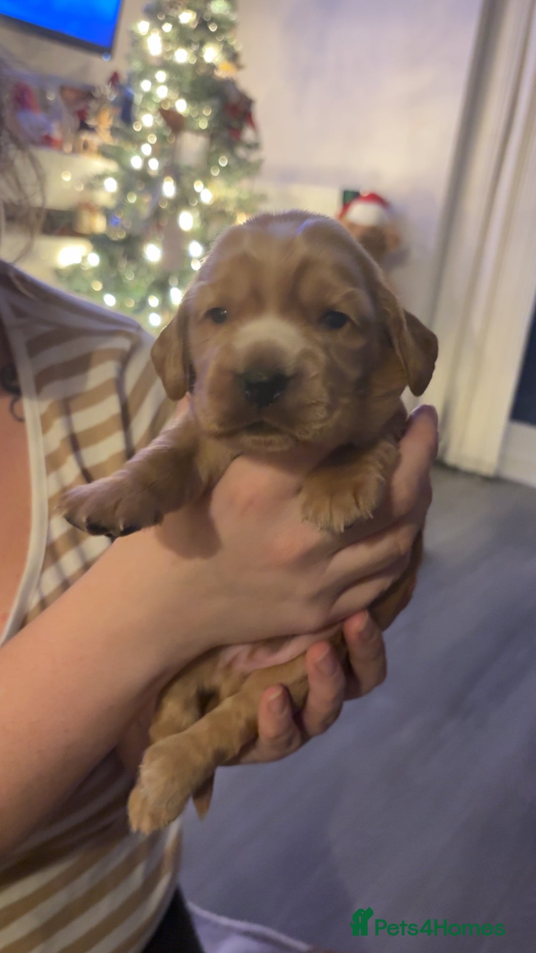 Cocker Spaniel dogs for sale: Show type cocker spaniel pups - Advert 25