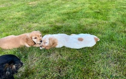 Cocker Spaniel dogs for sale: KC Health tested show type cocker spaniel puppies - Image 16