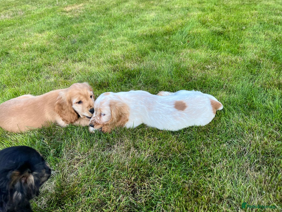 Cocker Spaniel dogs for sale: KC Health tested show type cocker spaniel puppies - Image 16