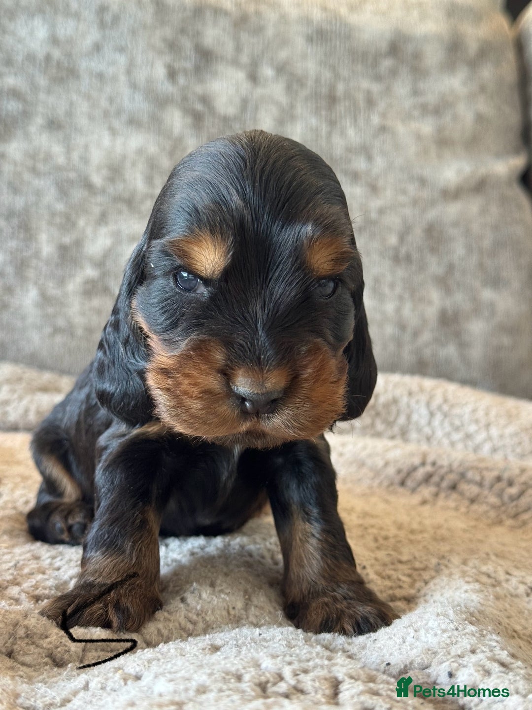 Cocker Spaniel dogs for sale: 100% TRUE SHOW TYPE HEALTH TESTED COCKER SPANIELS  - Advert 23