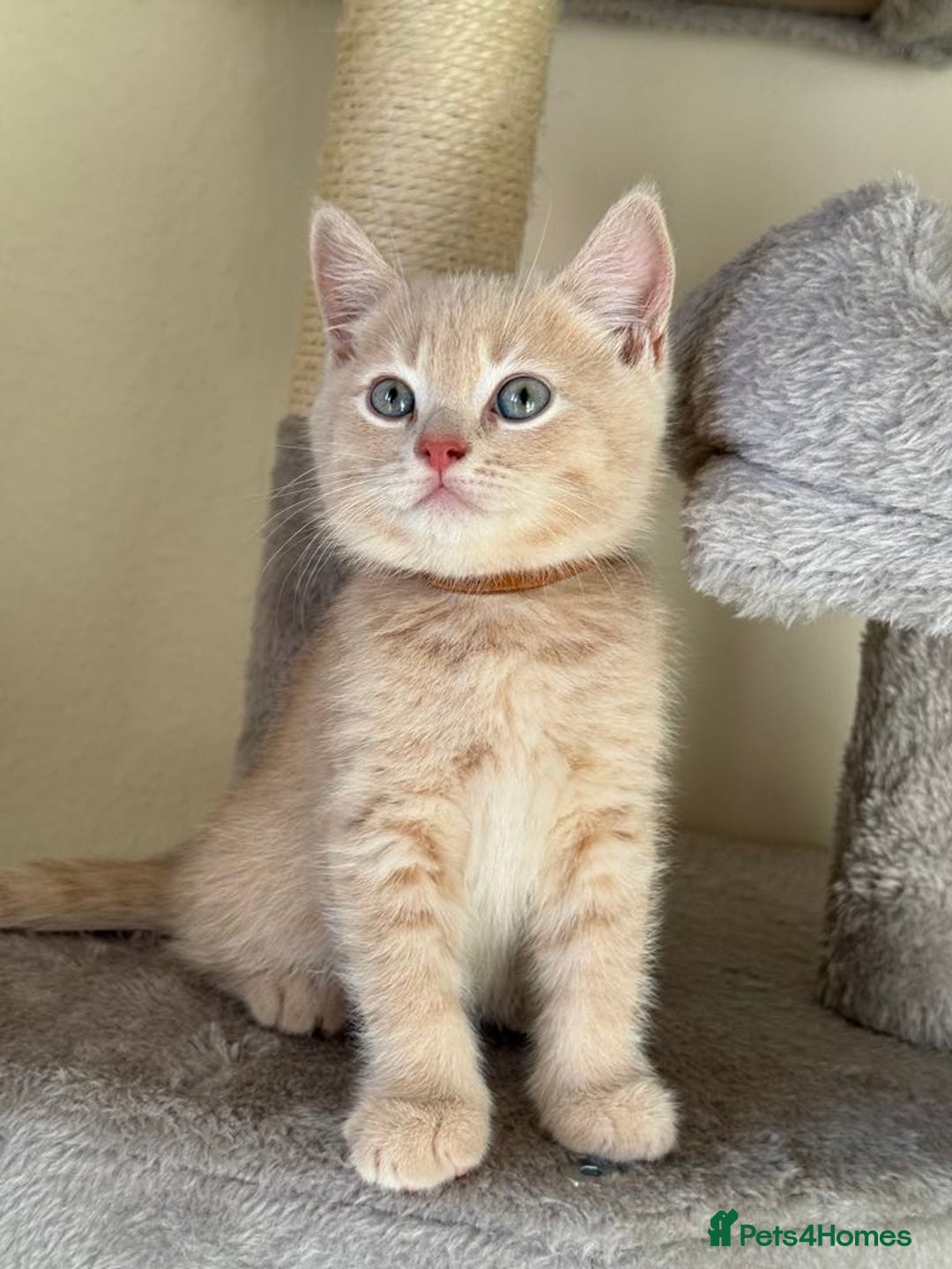 British Shorthair cats for sale: Mix British shorthair kittens for sale  - Image 15