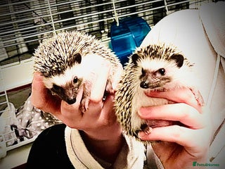 Pygmy Hedgehog rodents African Pygmy hedgehogs x2 with cage etc. - Advert 1