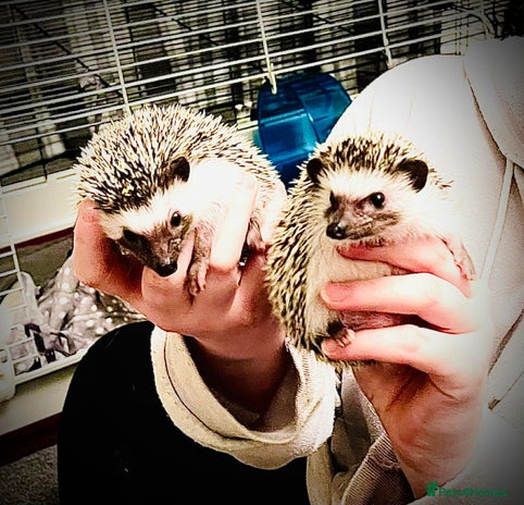Pygmy Hedgehog rodents African Pygmy hedgehogs x2 with cage etc. - Advert 1
