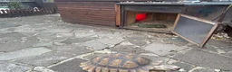 Tortoise reptiles for sale: Sulcata tortoise African  in Basildon - Advert 5