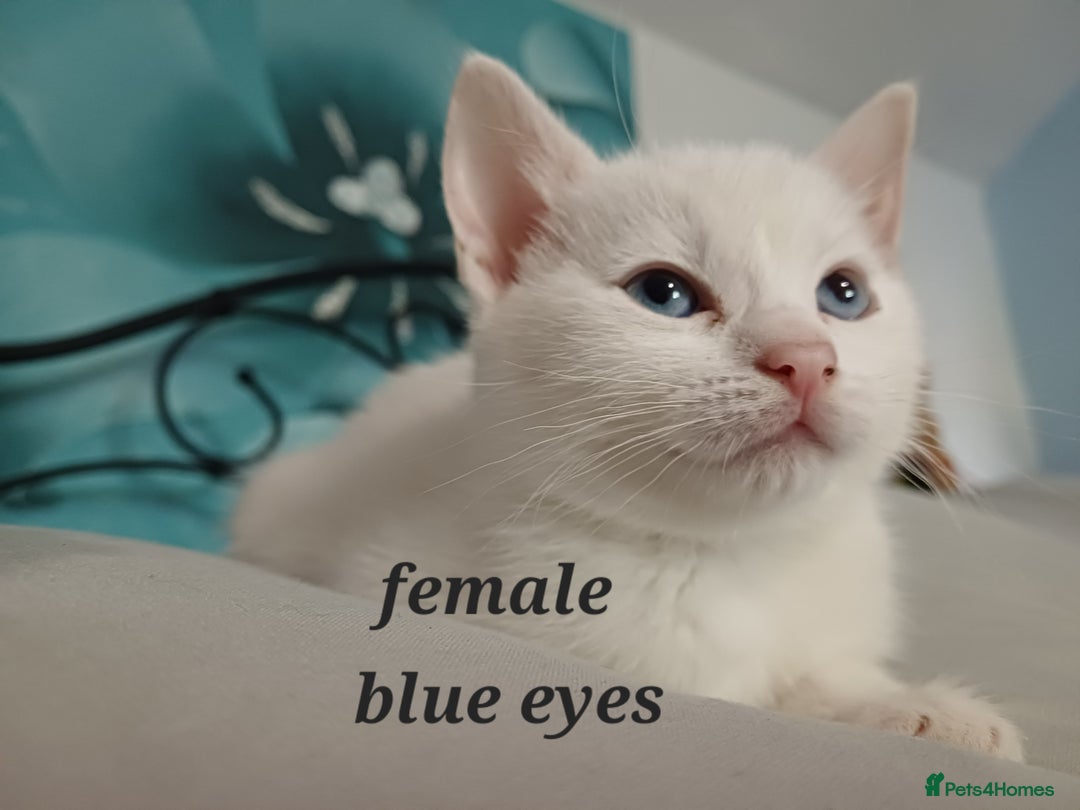 Khao Manee cats for sale: Kittens mixed khao Manee  - Advert 5