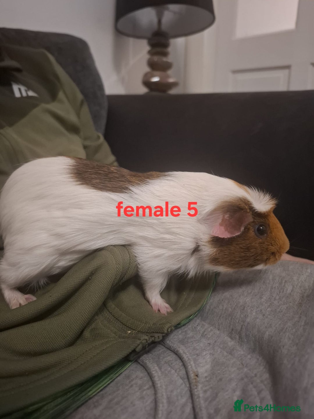 Guinea Pig rodents for sale: 13 guinea pigs mixed breed - Advert 23