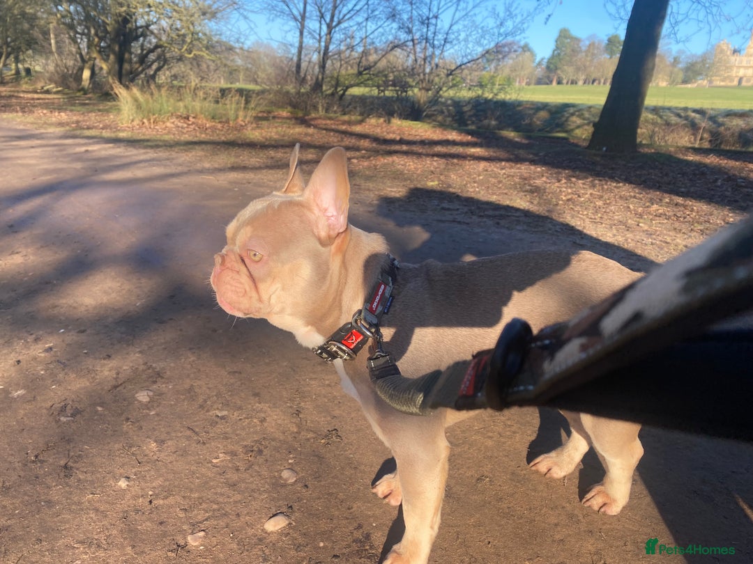 French Bulldog dogs for stud: Now FBCE GOLD! x OFFER- Fertility package inc in Matlock - Image 11
