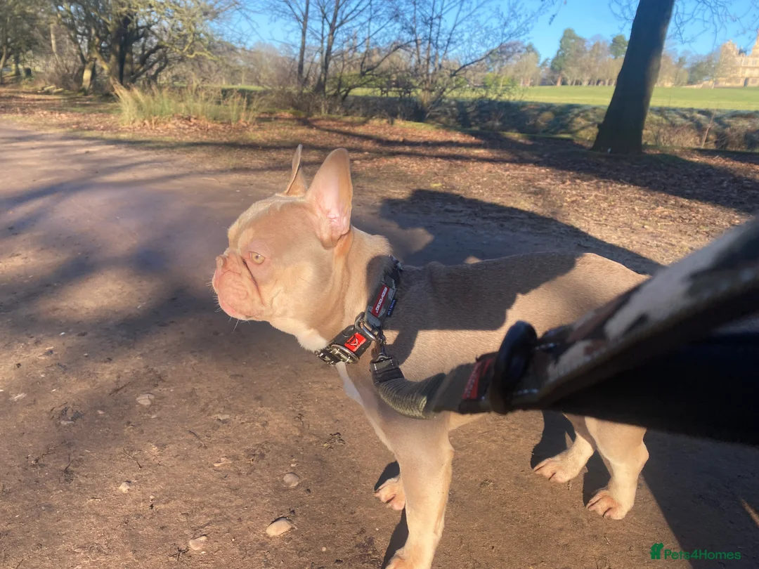 French Bulldog dogs for stud: Now FBCE GOLD! x OFFER- Fertility package inc - Advert 11