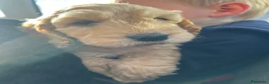 Cockapoo 3