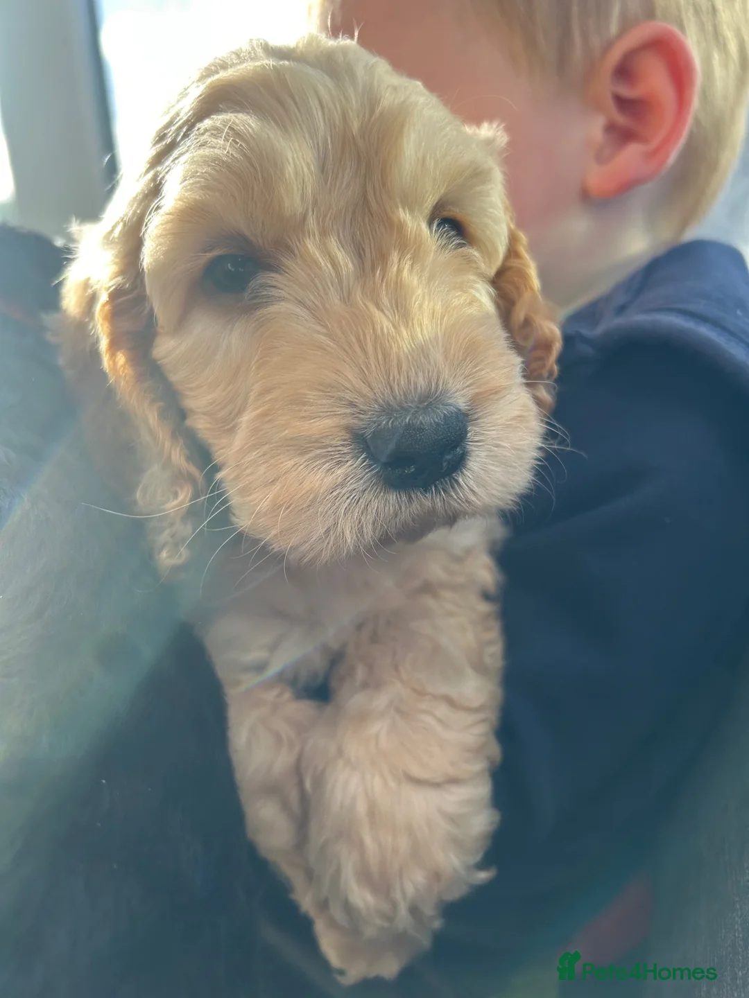 Cockapoo dogs for sale: Cutest cockapoos ready in two weeks  - Advert 10