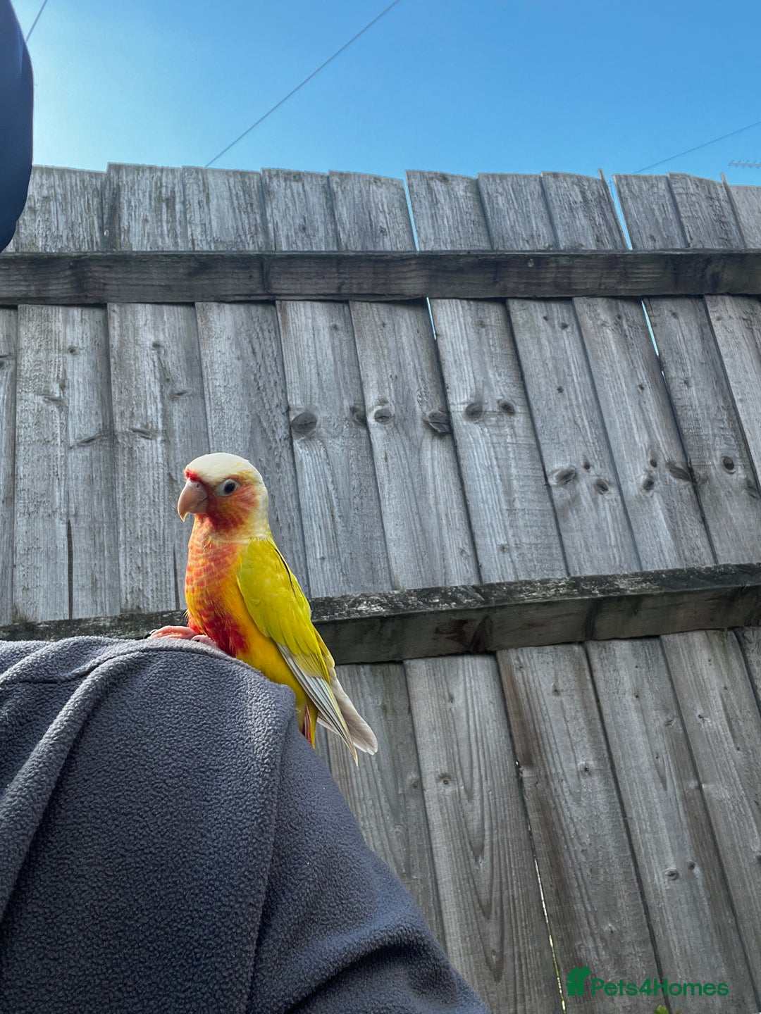 Conures birds for sale: Silly tamed pineapple conure  - Image 3