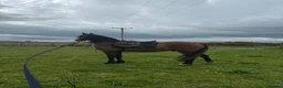 Other Breed horses for sale: Welsh x Hanovarian for sale   in Halkirk - Advert 7