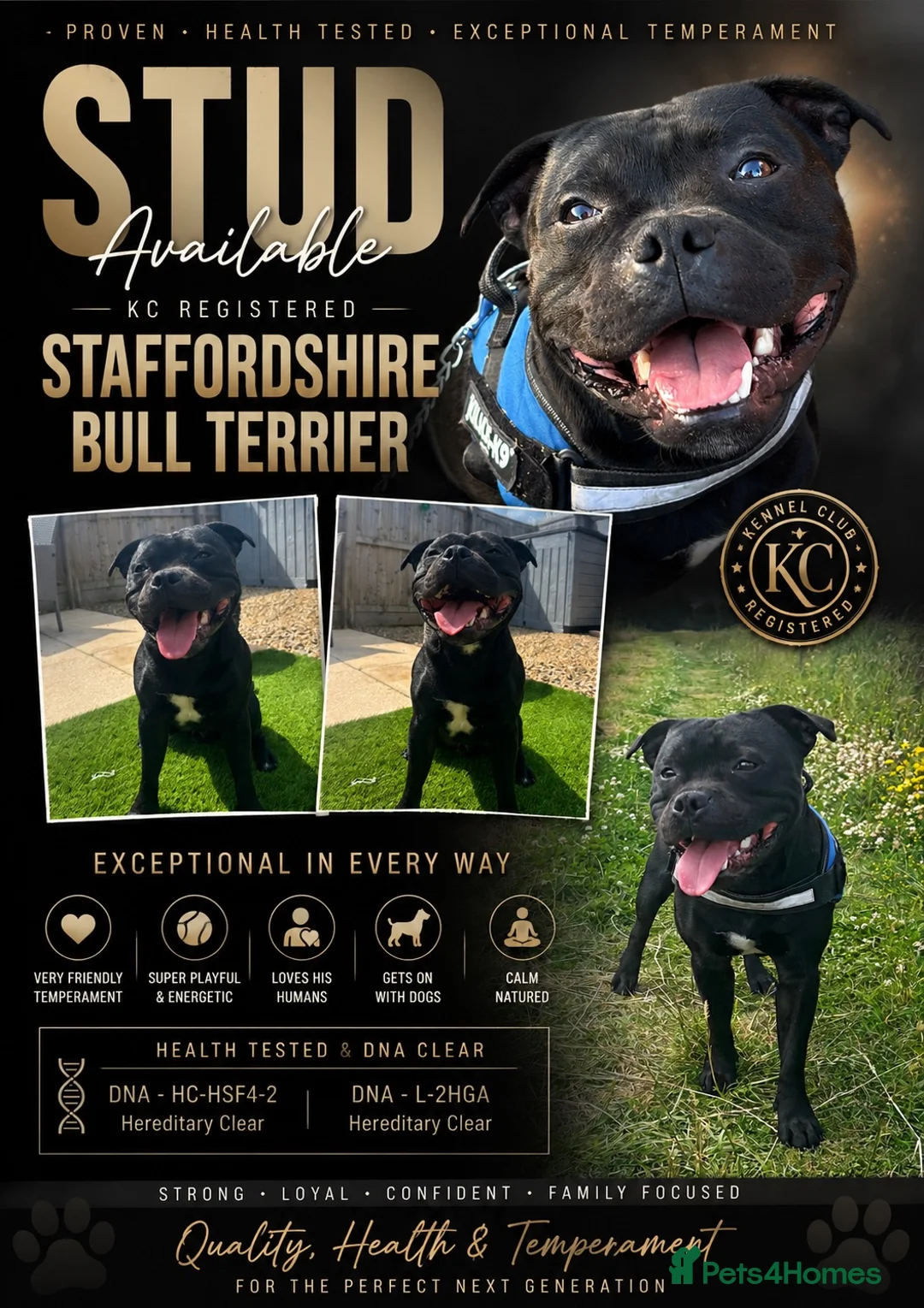 Staffordshire Bull Terrier dogs for stud: KC Registered Staffy for Stud 🐾  - Advert 1