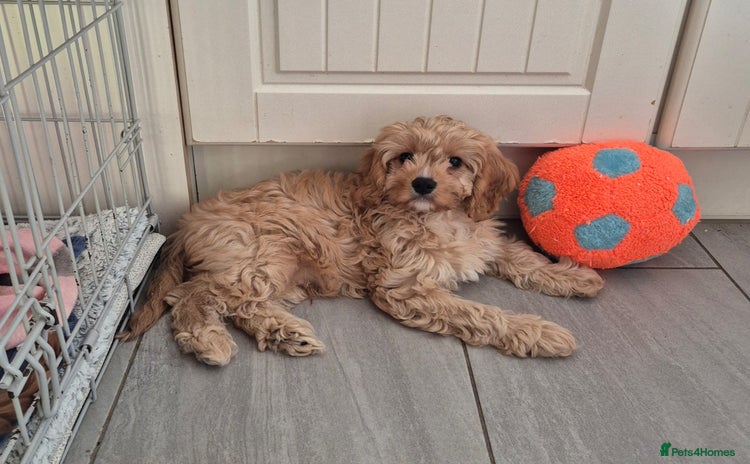 Cavapoo dogs - Advert 1