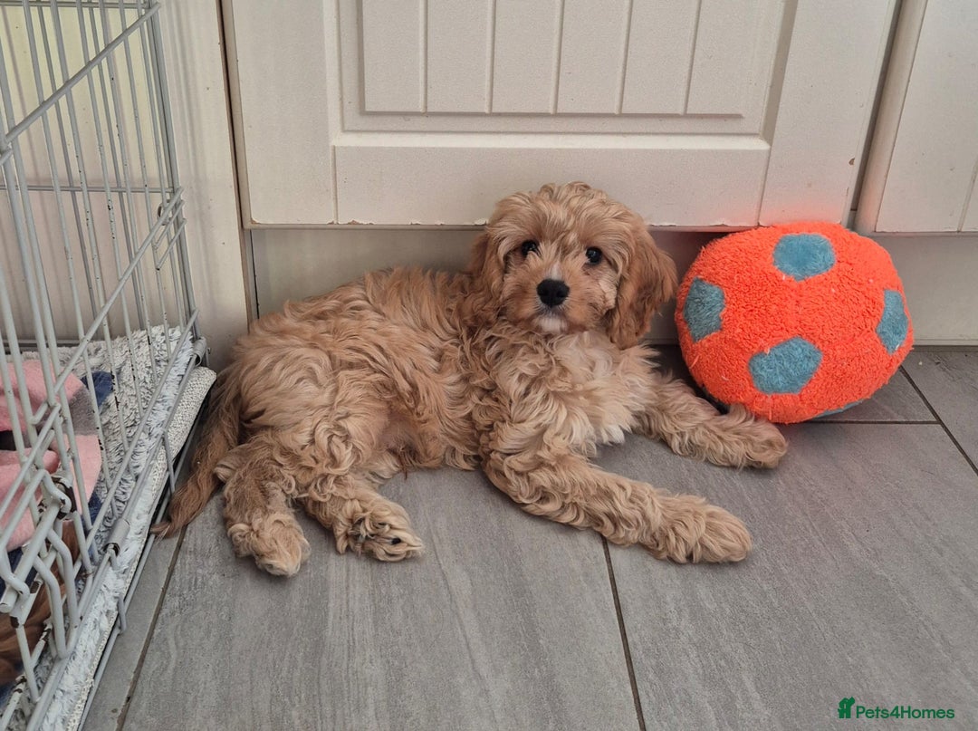 Cavapoo dogs for sale: Toy cavapoo f1 HEALTH TESTED  - Image 3