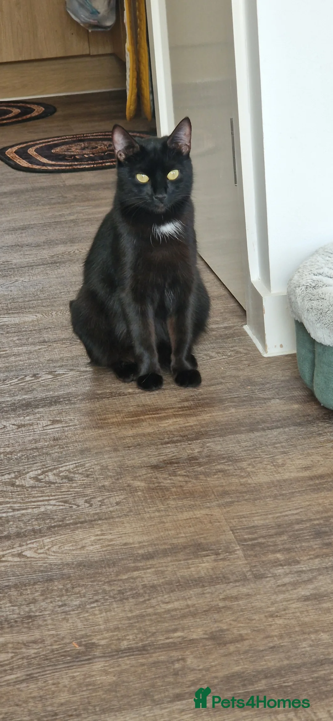 Mixed Breed cats for sale: 3 year old Luna - Advert 1