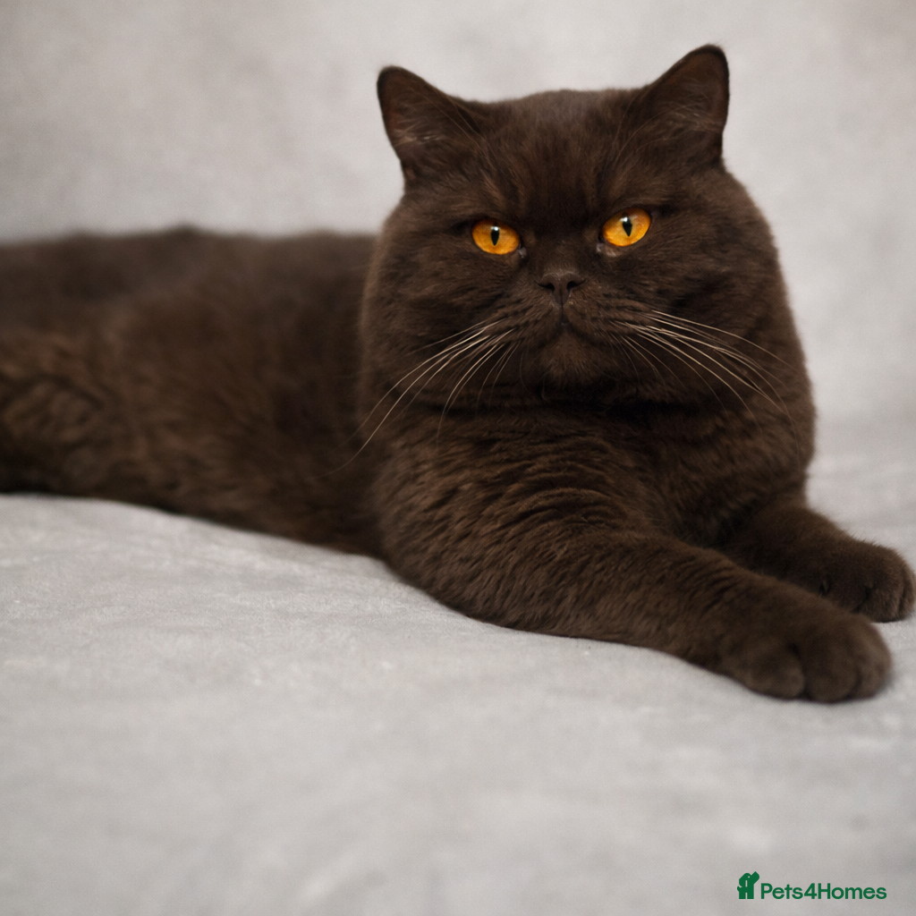 British Shorthair cats GCCF/TICA GCB Lines Chocolate BSH stud.  in Bromsgrove - Advert 1