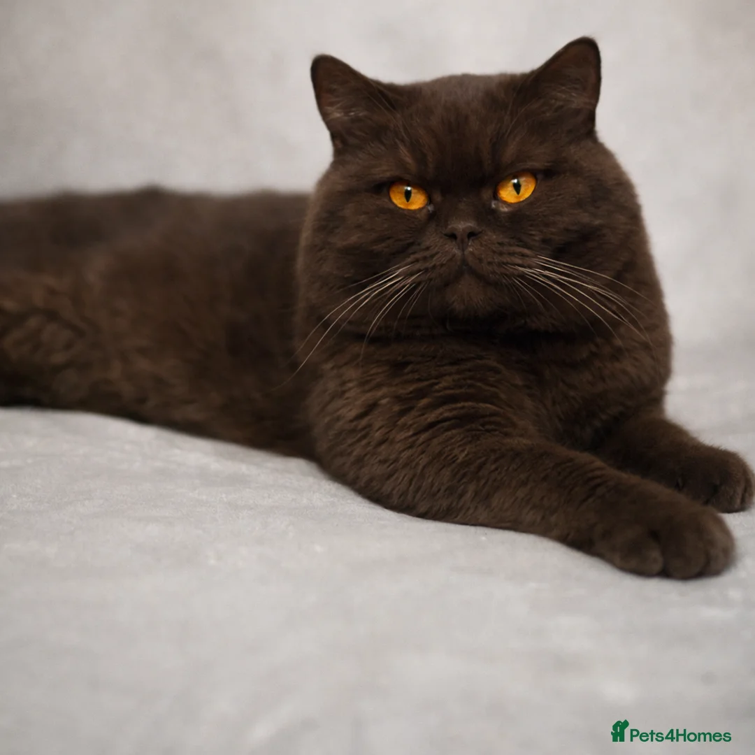 British Shorthair cats for stud: GCCF/TICA GCB Lines Chocolate BSH stud.  in Bromsgrove - Advert 1