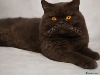 British Shorthair cats GCCF/TICA GCB Lines Chocolate BSH stud. in Bromsgrove - Advert 1