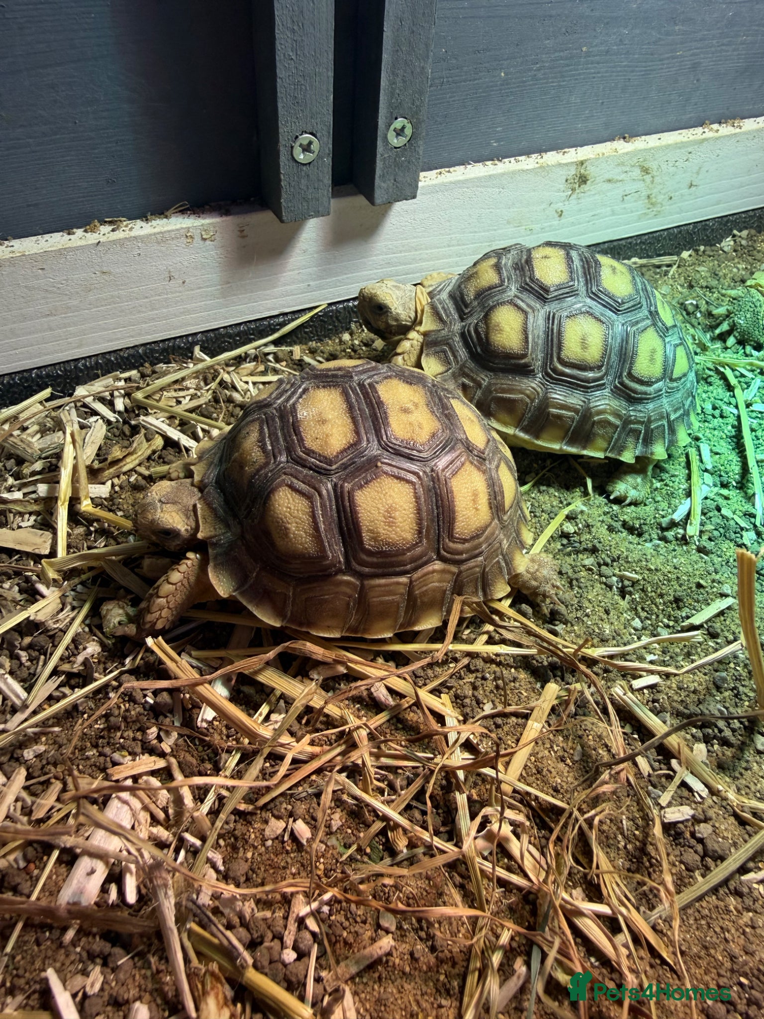 Tortoise reptiles 8 month old Sulcata tortoises for sale  - Advert 8