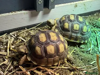 Tortoise reptiles 8 month old Sulcata tortoises for sale - Advert 8