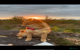 Mixed Breed dogs for sale: Beautiful 7 month old Pomshi hybrid  - Image 17