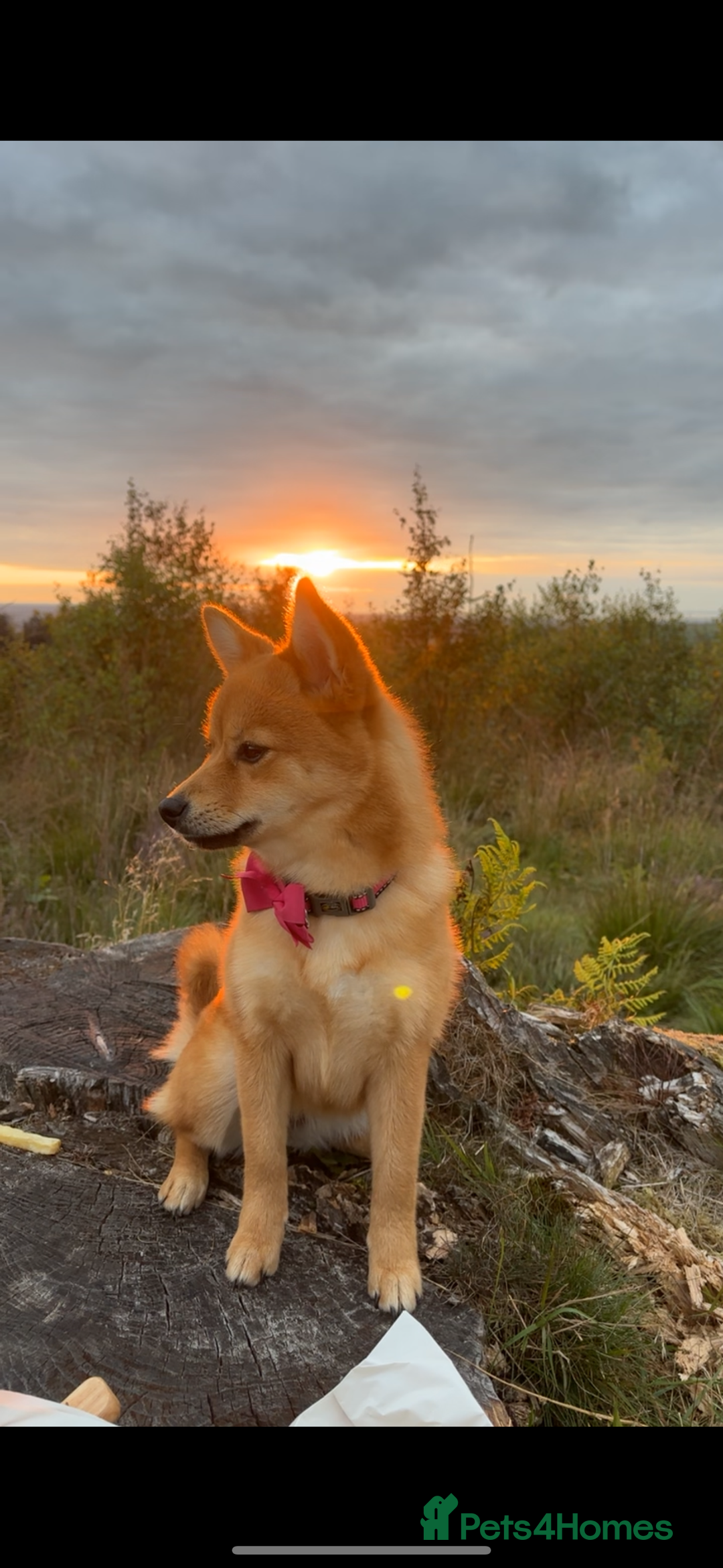 Mixed Breed dogs for sale: Beautiful 7 month old Pomshi hybrid  - Image 17