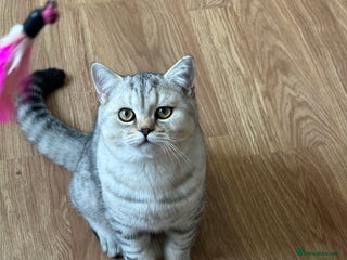 British Shorthair cats Gorgeous British Longhair & Shorthair Kittens - Advert 1