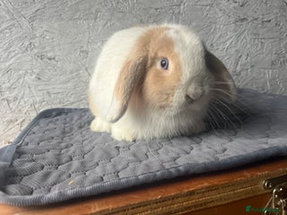 Mini Lop rabbits Pure mini lop - Advert 10