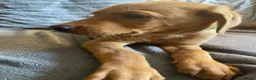 Labrador Retriever dogs for sale: Extensively health tested  Red Labrador puppies  - Advert 17