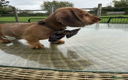 Dachshund dogs for sale: Stunning miniature wire dachshunds  - Image 6