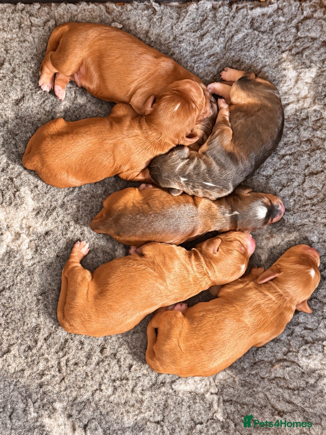 Cockapoo dogs Stunning red sable and red F1 Cockapoo’s - Advert 1