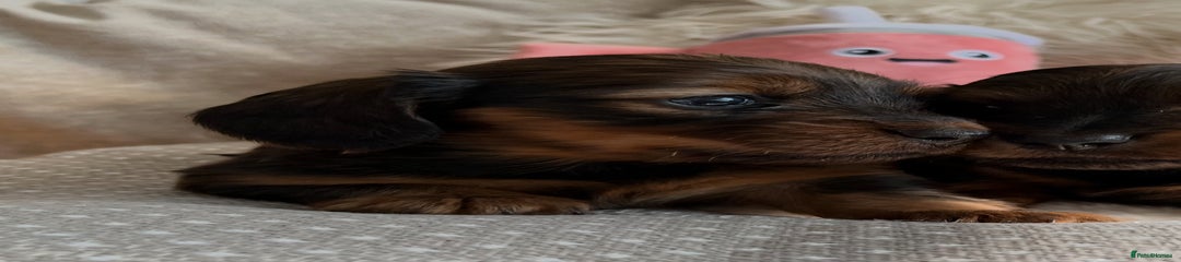 Shaded Red Long haired Girl 1