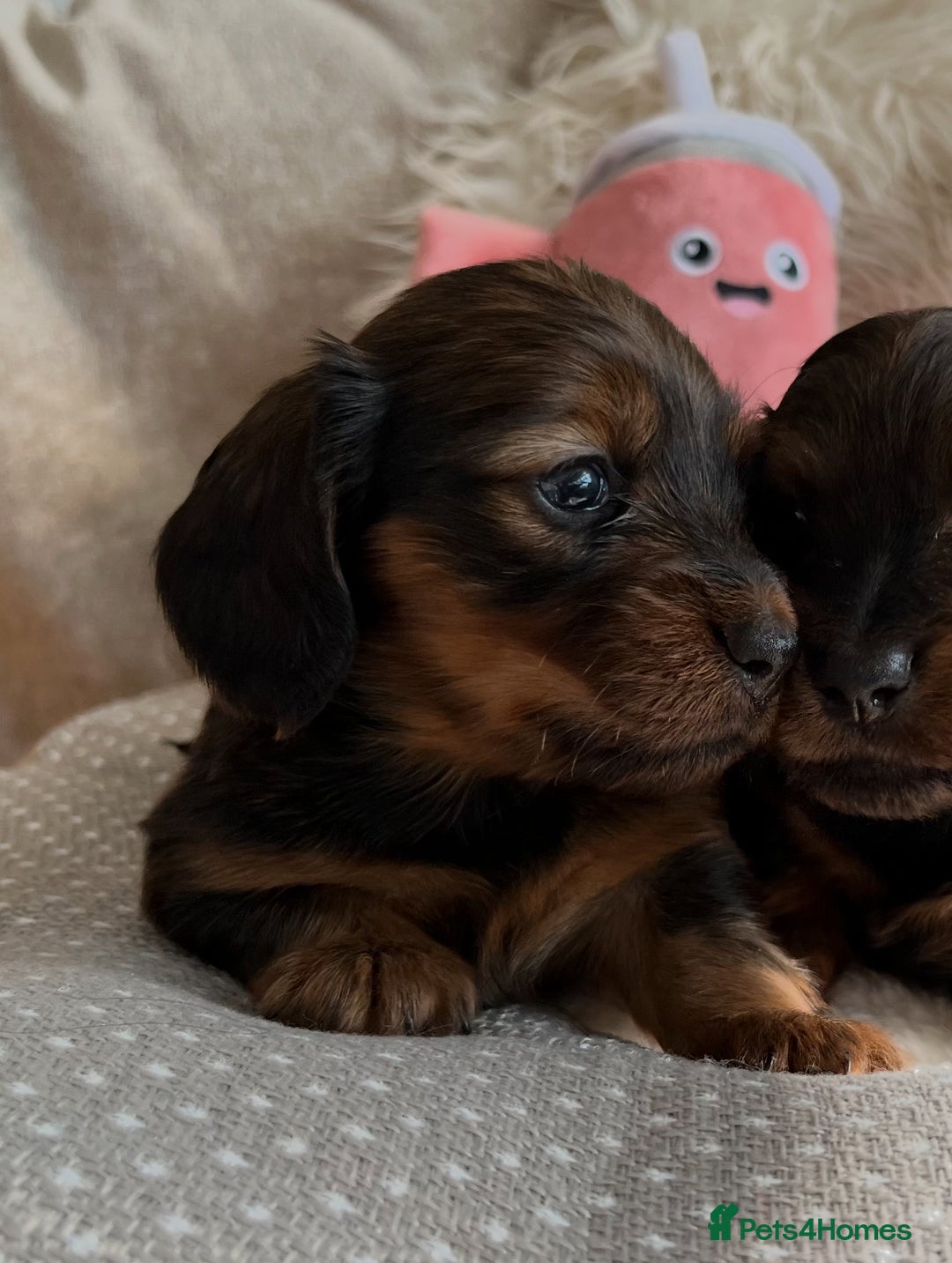 Miniature Dachshund dogs for sale: Top Show Quality KC Miniature Dachshund Puppies - Image 23