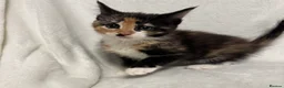 Maine Coon cats for sale: Gorgeous multi coloured half maine coon babies  - Advert 11