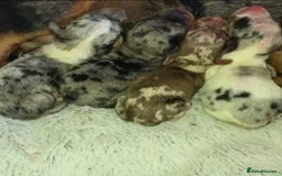 Miniature Dachshund dogs for sale: STUNNING MINIATURE DACHSHUND PUPPIES FOR SALE - Image 4