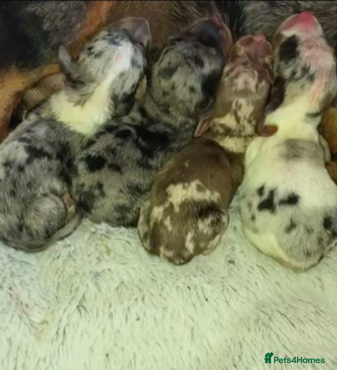 Miniature Dachshund dogs for sale: STUNNING MINIATURE DACHSHUND PUPPIES FOR SALE - Image 4