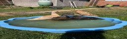 Ducks poultry for sale: 3 Female, 1 Drake Indian Runner Ducks in Cheltenham - Advert 6