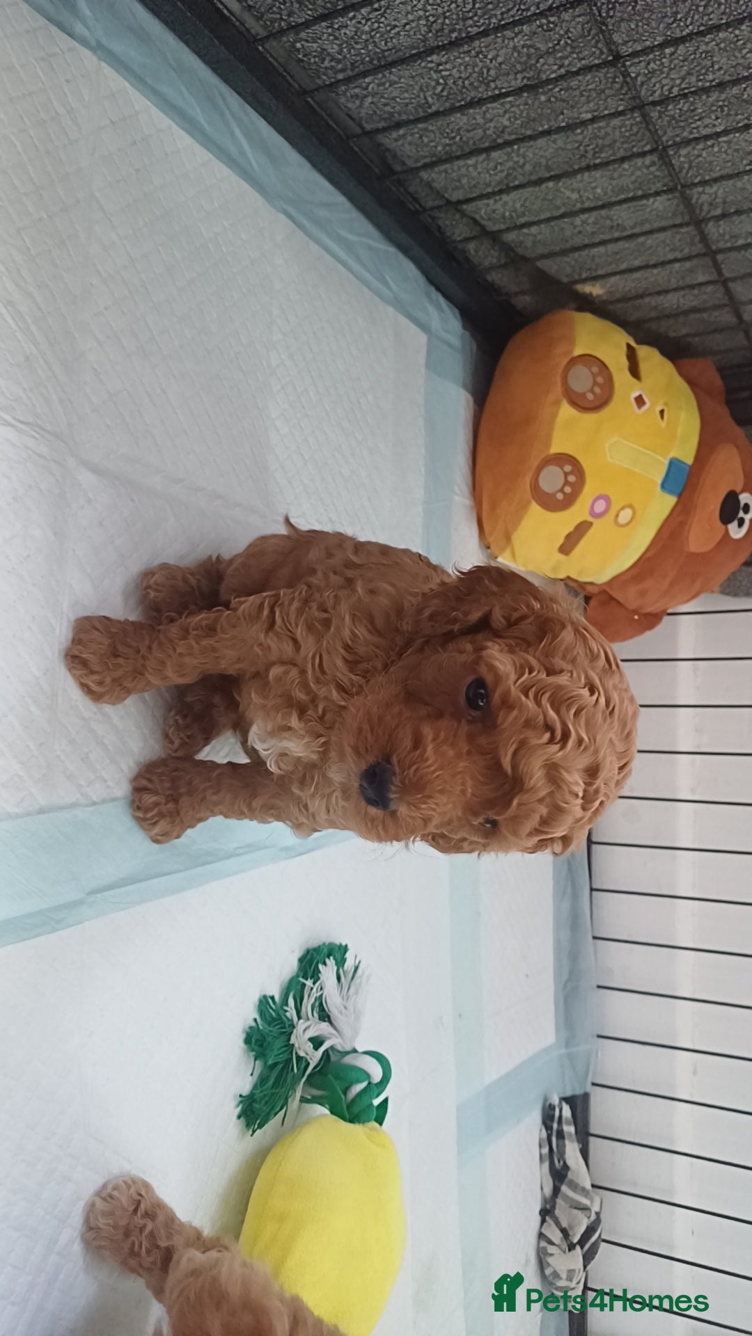 Cockapoo dogs for sale: 3 beautiful cockapoo boys - Image 11