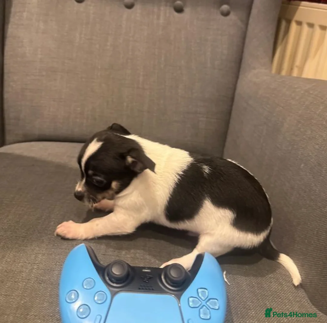 Chihuahua dogs for sale: Beautiful Chihuahua puppies seeking loving homes in Colchester - Advert 4