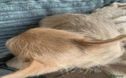 Chorkie dogs for sale: 8 week old chorkie male puppy - Advert 2