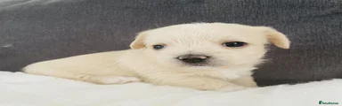 Maltipoo 1