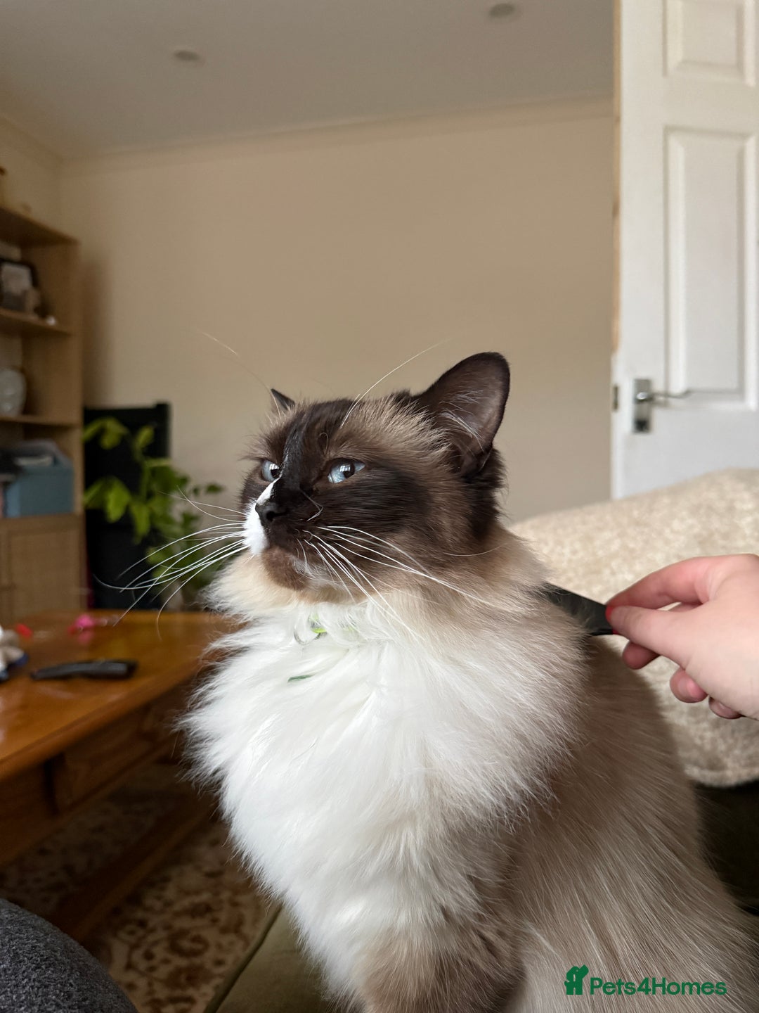Ragdoll cats for sale: Beautiful Female Ragdoll - Advert 1