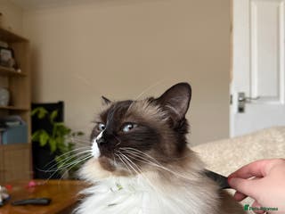 Ragdoll cats Beautiful Female Ragdoll - Advert 1