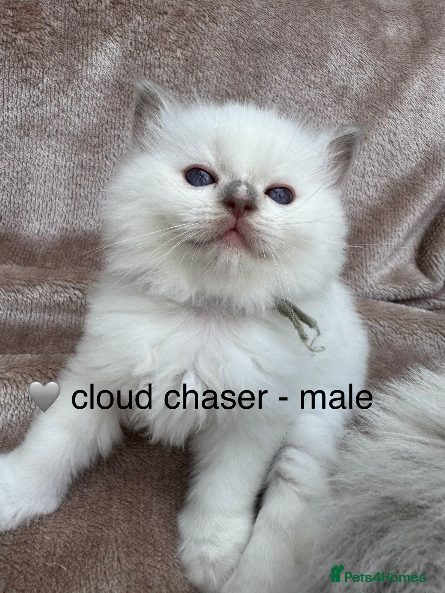 Ragdoll cats 🏆gccf (champion) ragdoll kittens  - Advert 2