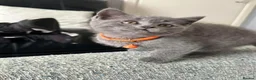 British Shorthair cats for sale: 🐱 Beautiful British Shorthair kittens  in Musselburgh - Advert 12