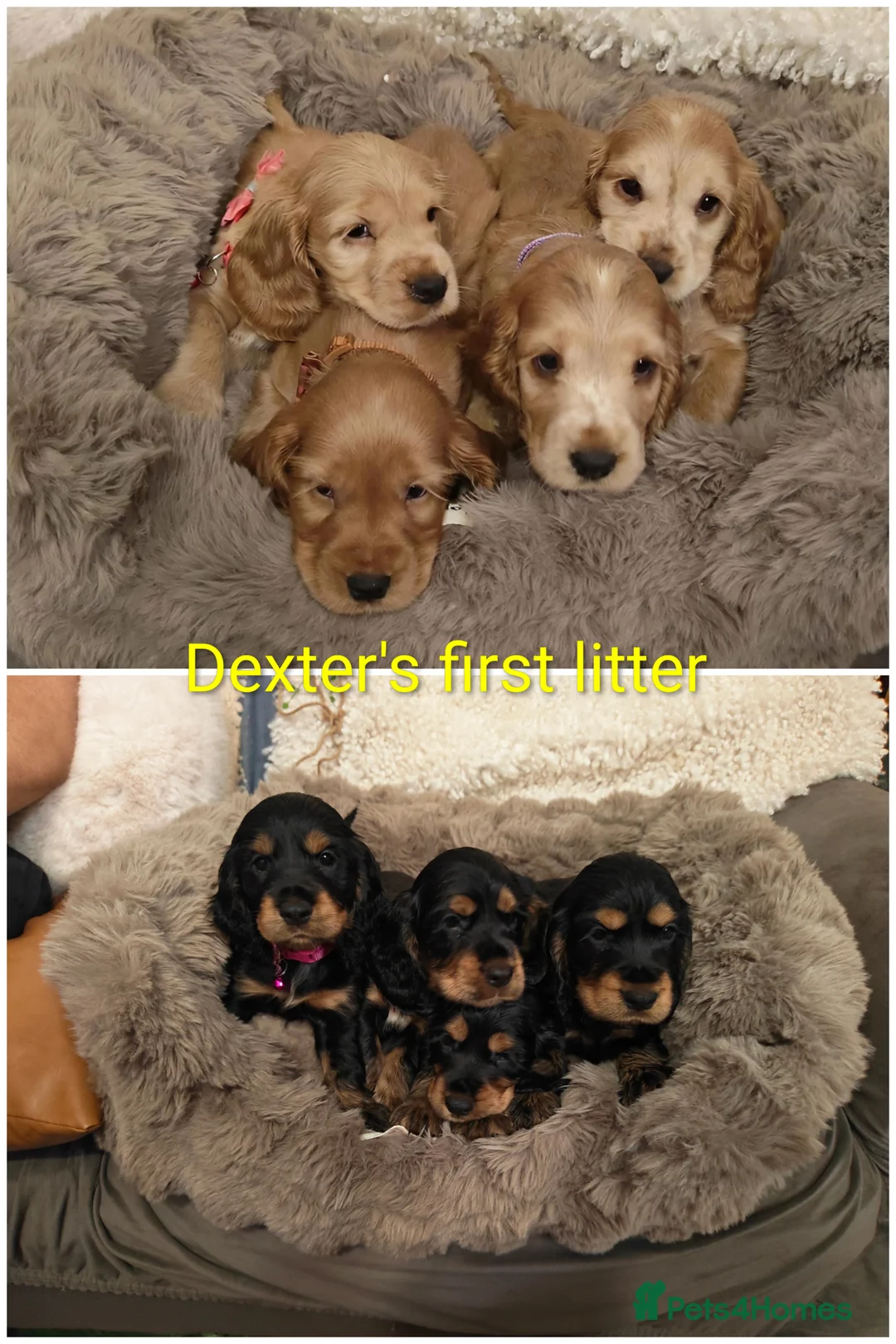 Cocker Spaniel dogs for stud: Show type cocker spaniel  - Advert 2